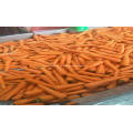 свежие овощи, свежая морковь